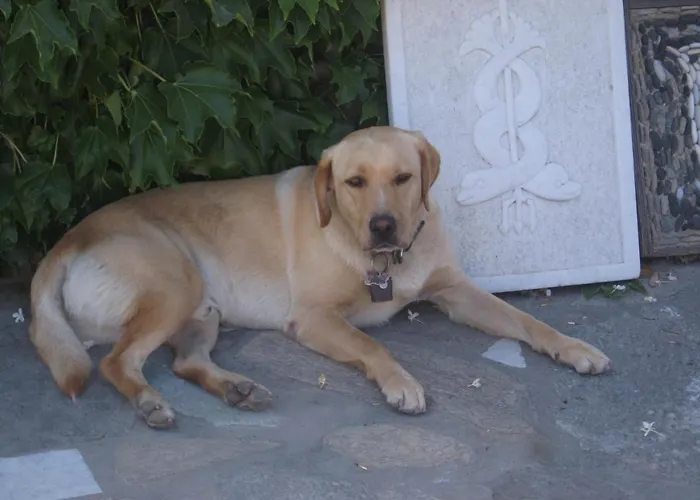 Traditional * Parikia (Paros)